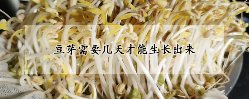 豆芽需要几天才能生长出来