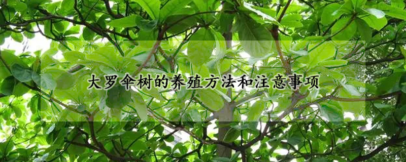 大罗伞树的养殖方法和注意事项