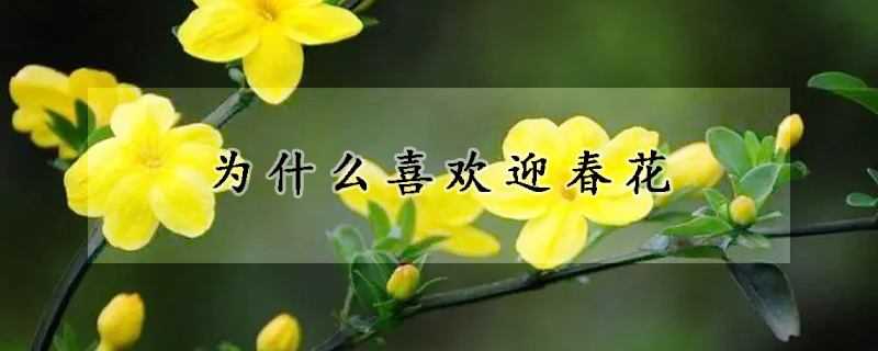 为什么喜欢迎春花