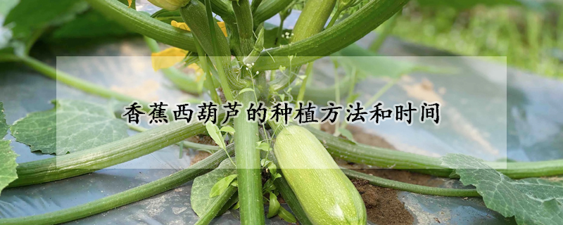 香蕉西葫芦的种植方法和时间