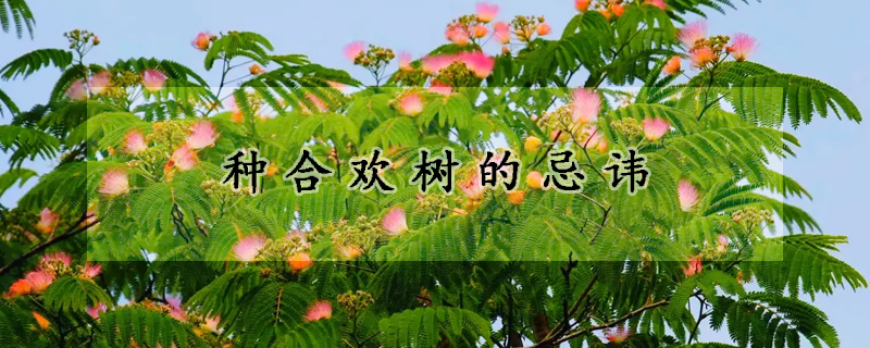 种合欢树的忌讳