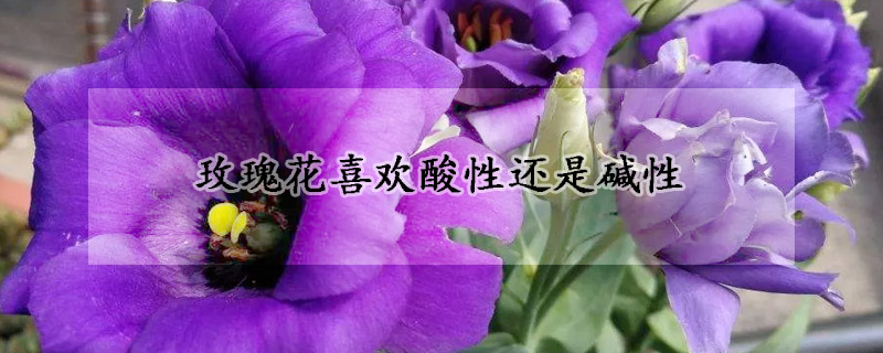 玫瑰花喜欢酸性还是碱性