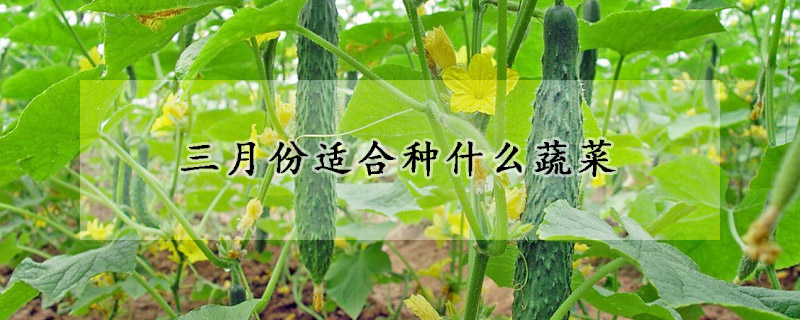 三月份适合种什么蔬菜