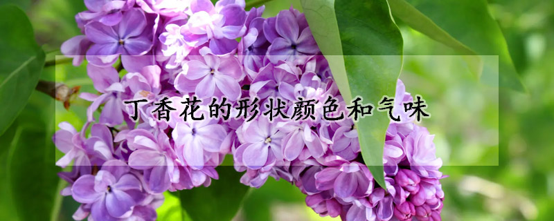 丁香花的形状颜色和气味