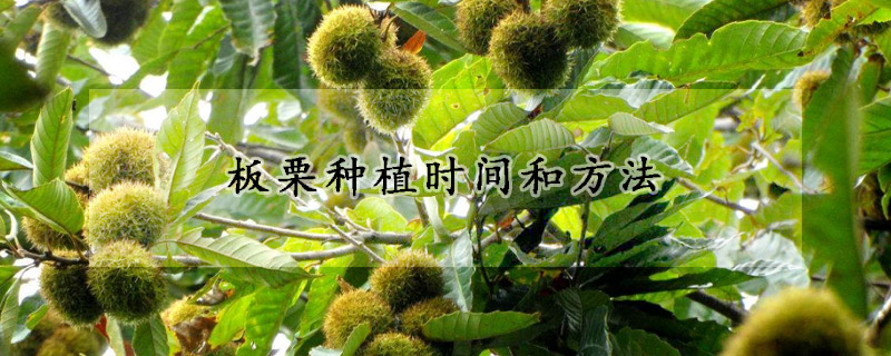 板栗种植时间和方法