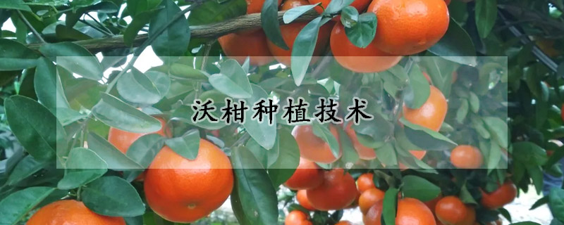 沃柑种植技术