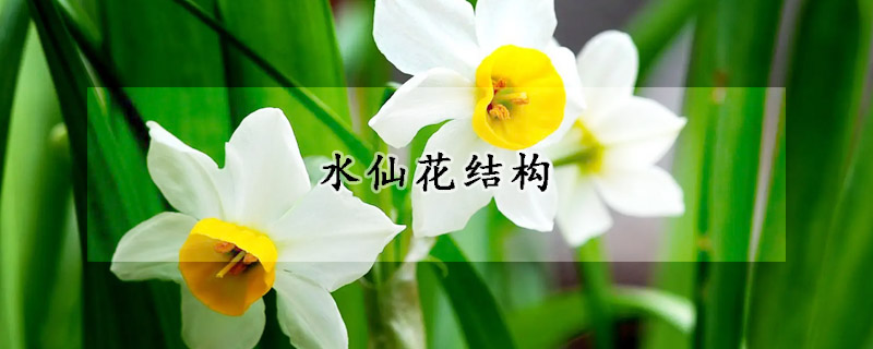 水仙花结构