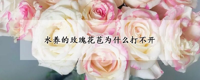 水养的玫瑰花苞为什么打不开