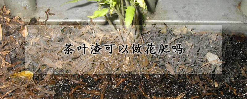 茶叶渣可以做花肥吗