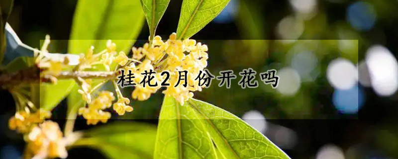 桂花2月份开花吗