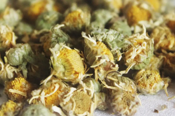 胎菊茶和菊花茶一样吗 胎菊茶和菊花茶有什么区别