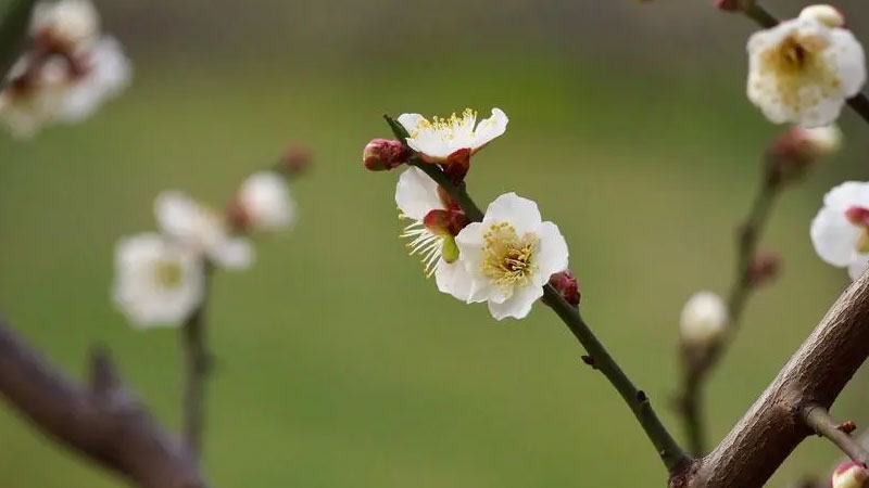 绿萼梅和白梅花是一样的吗