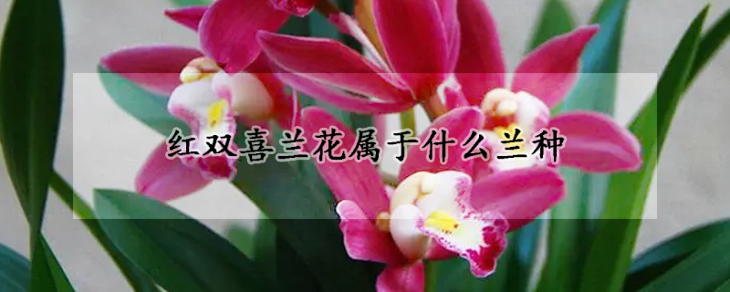 红双喜兰花属于什么兰种