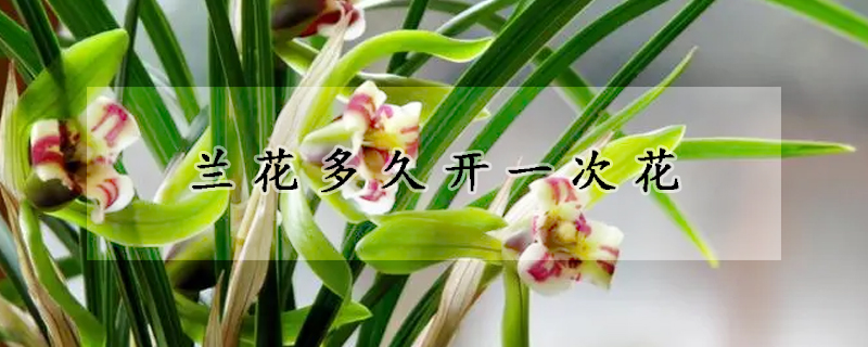 兰花多久开一次花