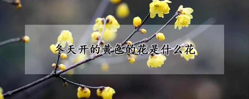 冬天开的黄色的花是什么花