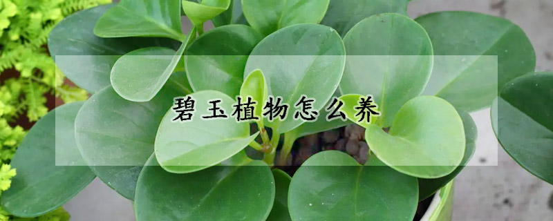 碧玉植物怎么养