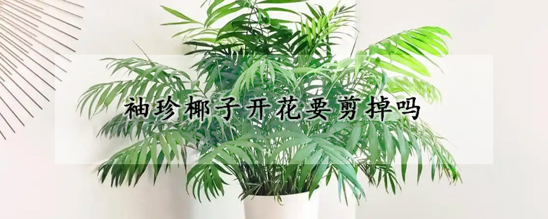 袖珍椰子开花要剪掉吗