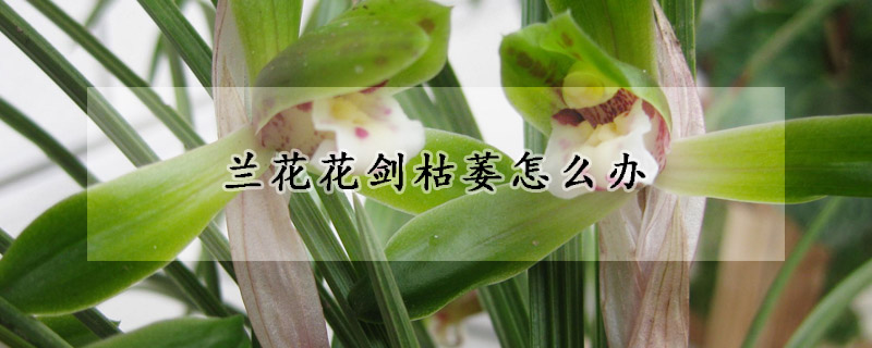 兰花花剑枯萎怎么办