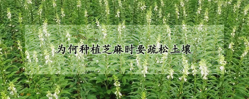 为何种植芝麻时要疏松土壤