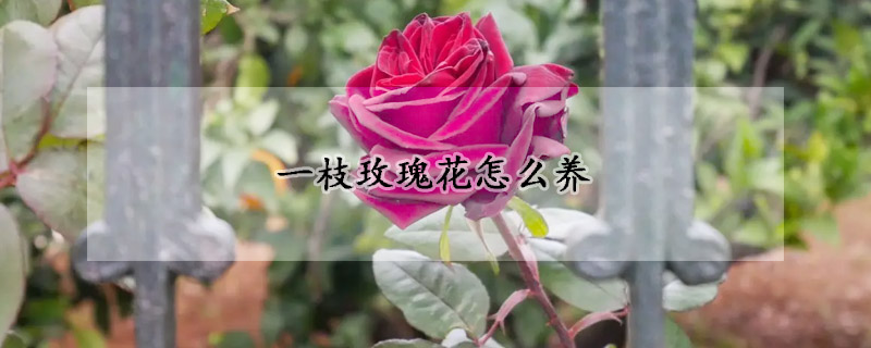 一枝玫瑰花怎么养