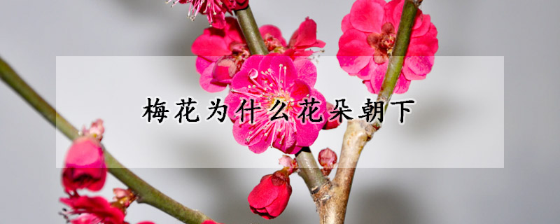 梅花为什么花朵朝下