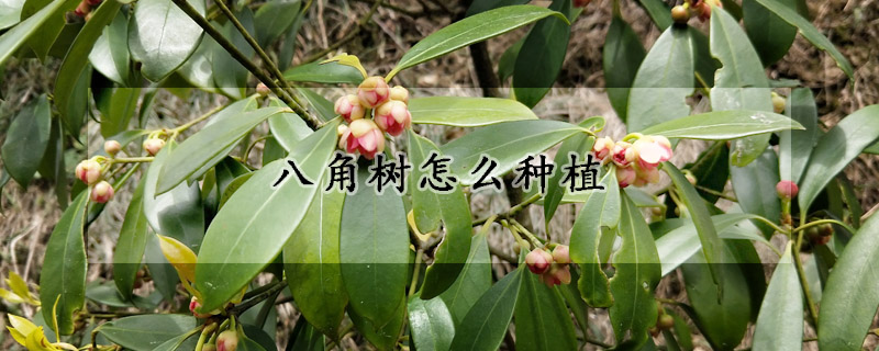 八角树怎么种植