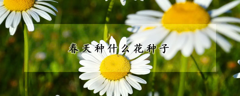 春天种什么花种子