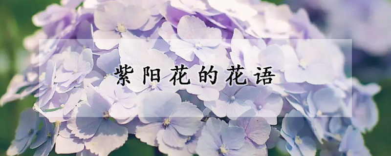 紫阳花的花语