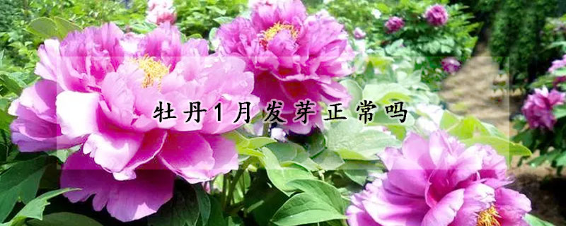 牡丹1月发芽正常吗