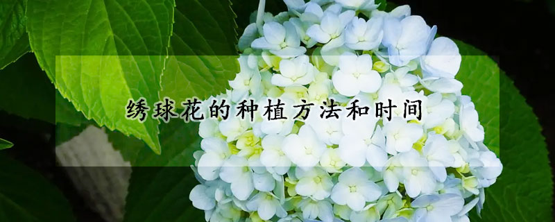 绣球花的种植方法和时间