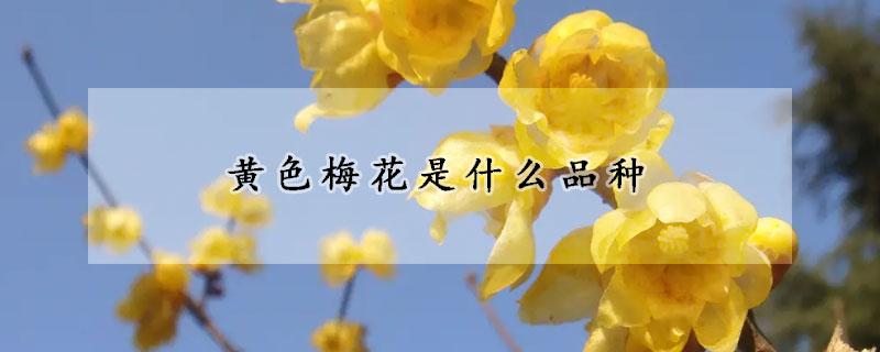 黄色梅花是什么品种