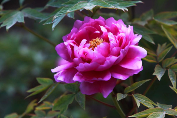 北方耐寒多年生庭院花卉