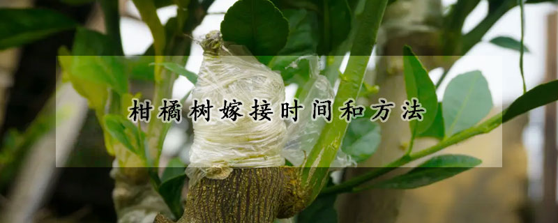 柑橘树嫁接时间和方法