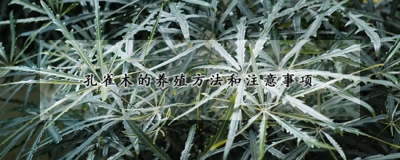 孔雀木的养殖方法和注意事项