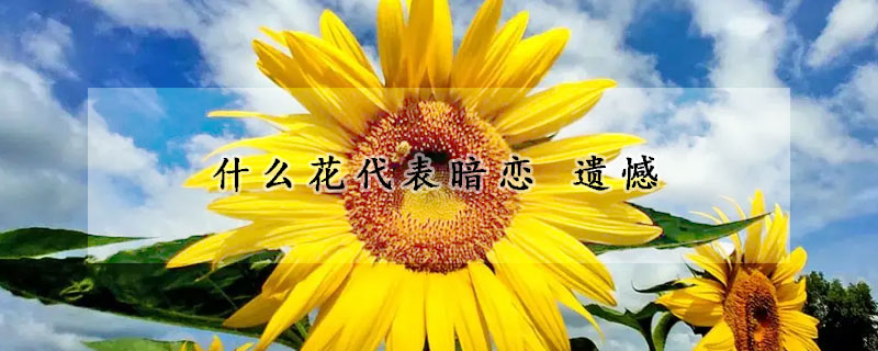 什么花代表暗恋 遗憾