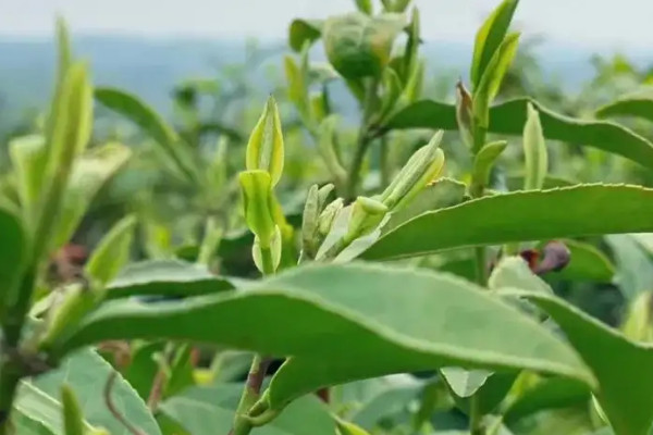 黄茶有哪些代表性的茶 黄茶有哪些品种