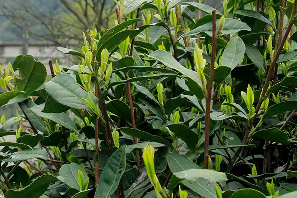 西湖龙井是红茶还是绿茶 西湖龙井属于绿茶吗