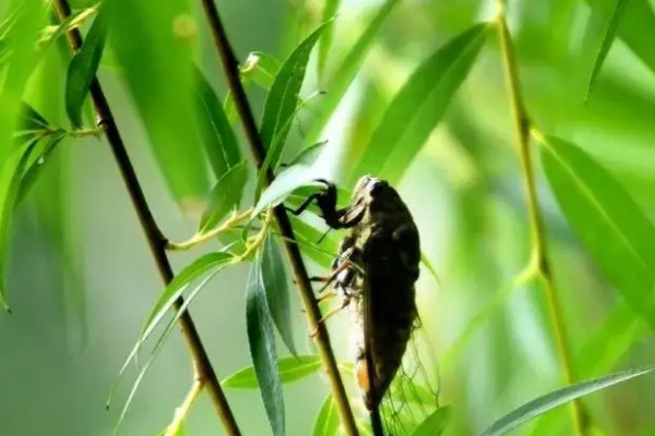 夏天到了什么叫,什么花开