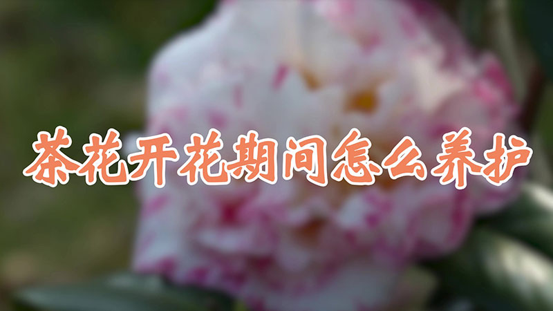 茶花开花期间怎么养护