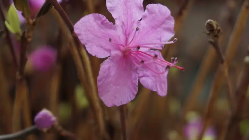 干枝杜鹃怎么养才开花