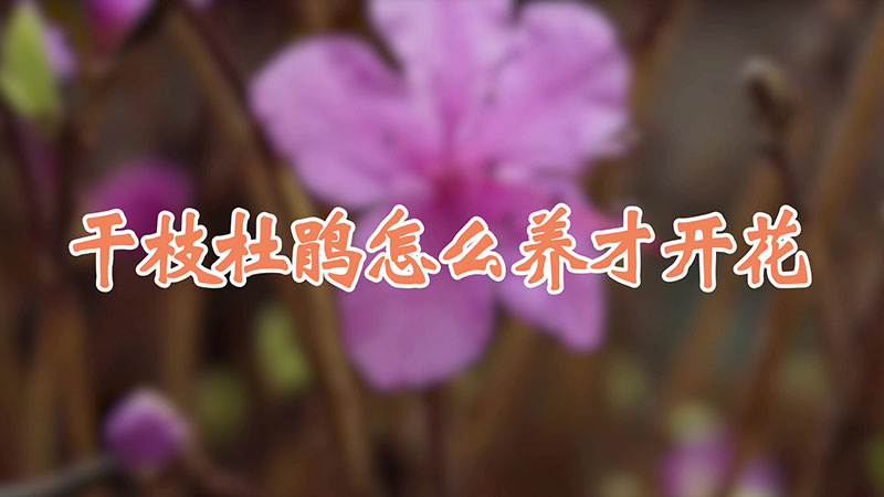 干枝杜鹃怎么养才开花