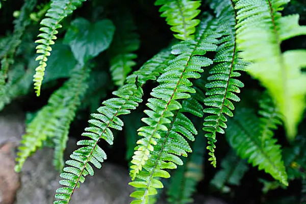 蕨类植物怎么养