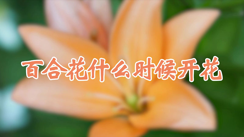 百合花什么时候开花