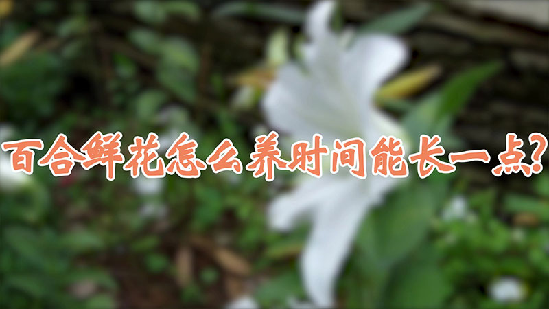 百合鲜花怎么养时间能长一点?