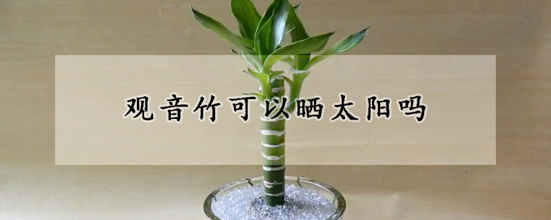 观音竹可以晒太阳吗