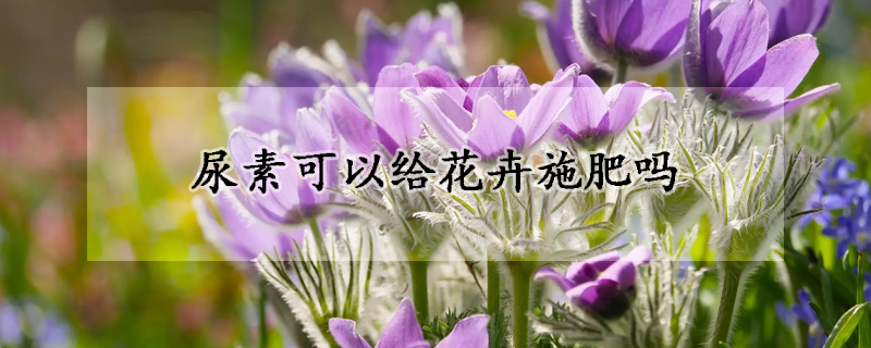 尿素可以给花卉施肥吗