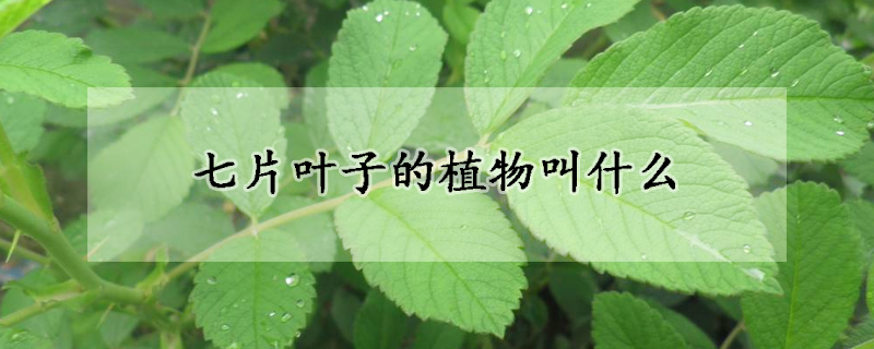 七片叶子的植物叫什么