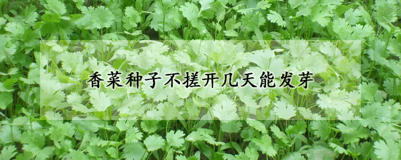 香菜种子不搓开几天能发芽