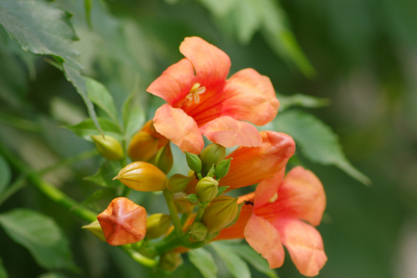 炮仗花和凌霄花的区别