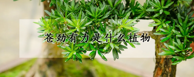 苍劲有力是什么植物